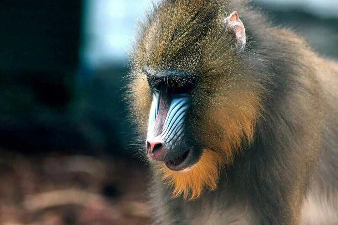 Mandrill Close Up Photo